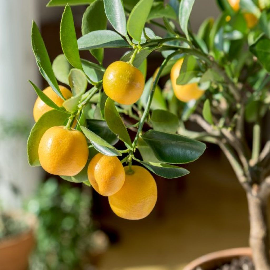 Мандарин комнатный 8-10 см