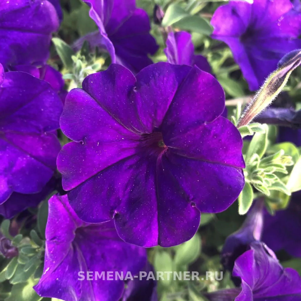 Петуния МиМи Сильвана каскадная синяя - Партнер фото 3