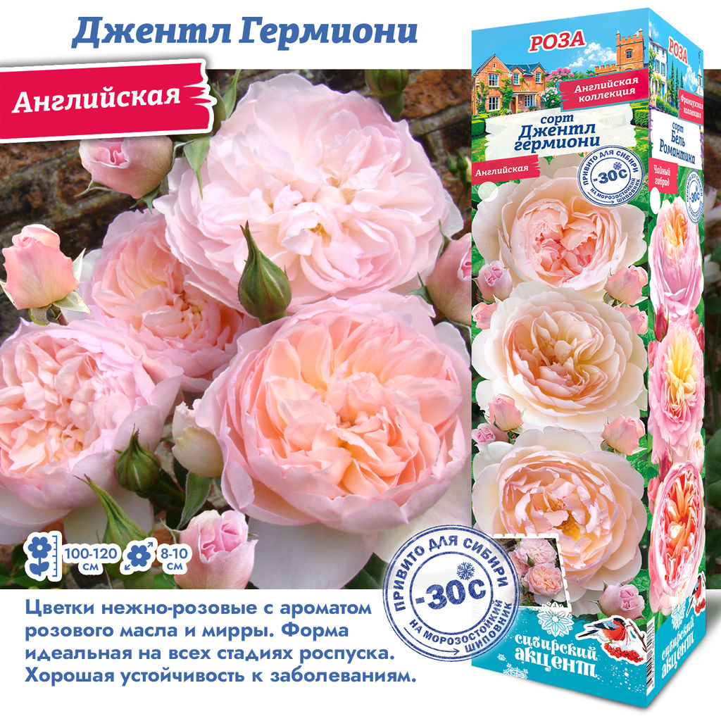 Роза Джентл Гермиони (Английская) 1шт