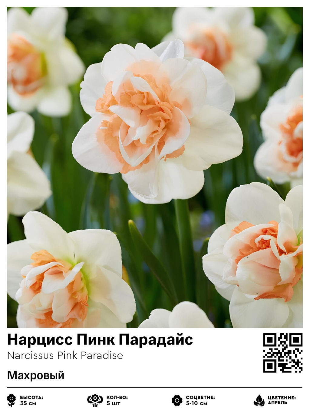 Нарцисс Pink Paradise (Махровый) - Голландские луковицы фото 2