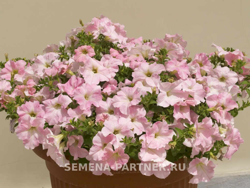Петуния Супремо Ванесса полуампельная нежно-розовая - Партнер фото 4