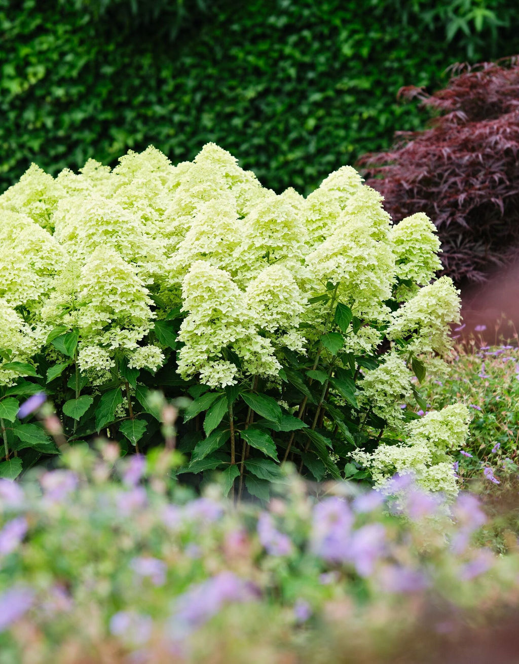 Гортензия метельчатая Magical Lime Sparkle (Мэджикал Лайм Спаркл) - Голландские луковицы фото 5