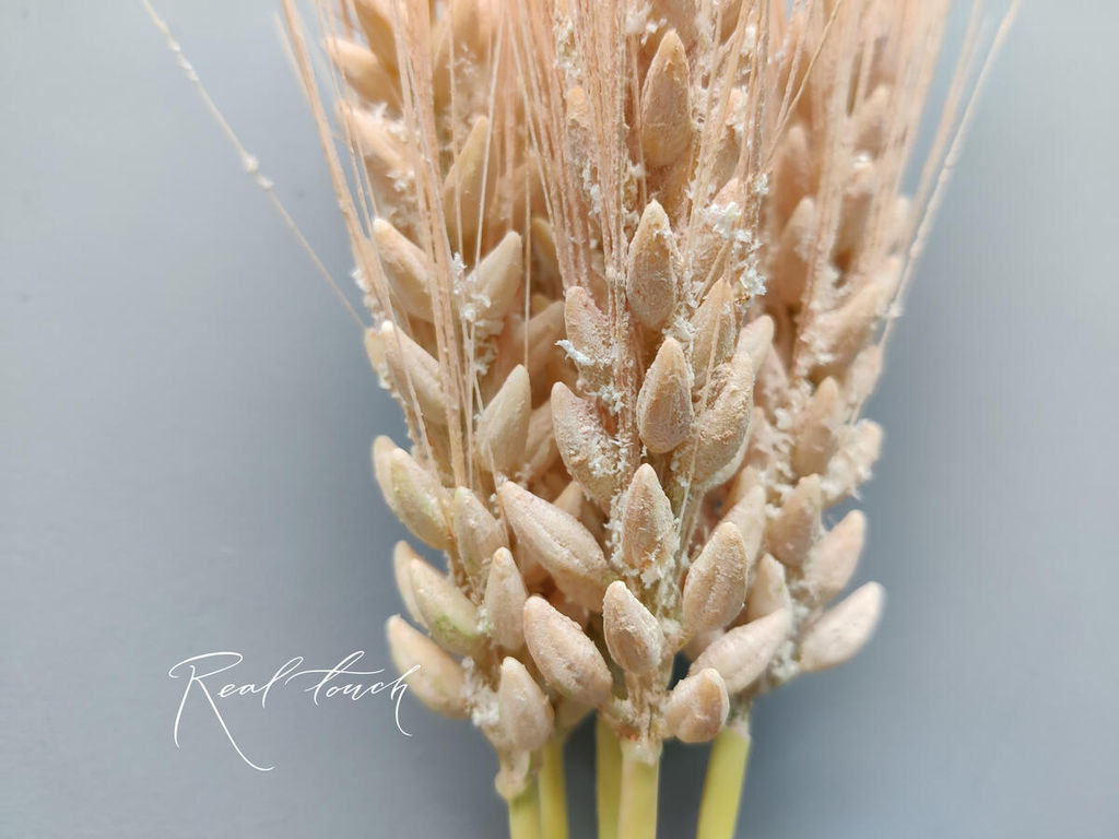 Пучок колосьев пшеницы из 5 штук - Светло-персиковый - Real touch фото 2