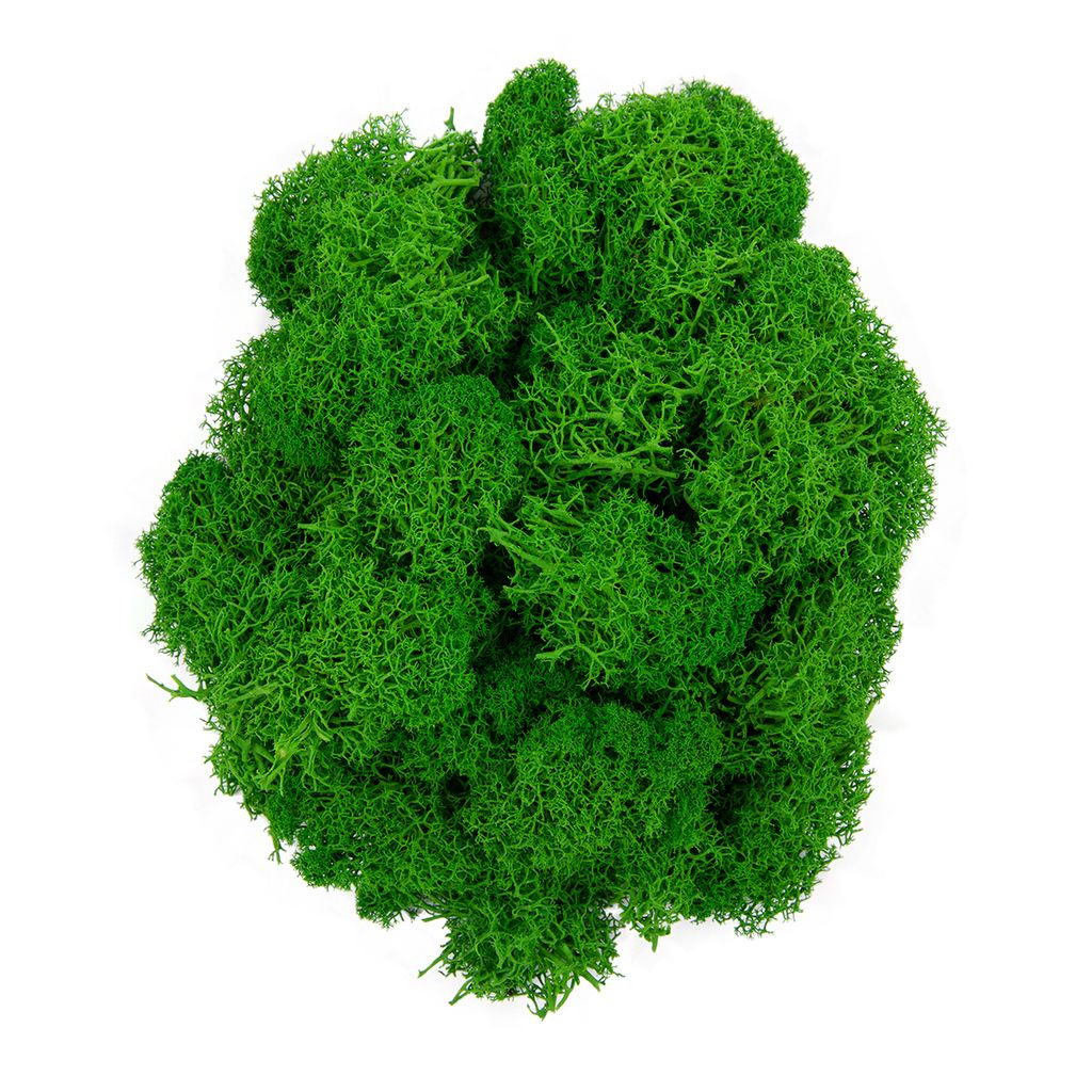 Blumentag BMSR-50 Мох стабилизированный окрашенный 50 г  5 г №01 салатовый  фото 7