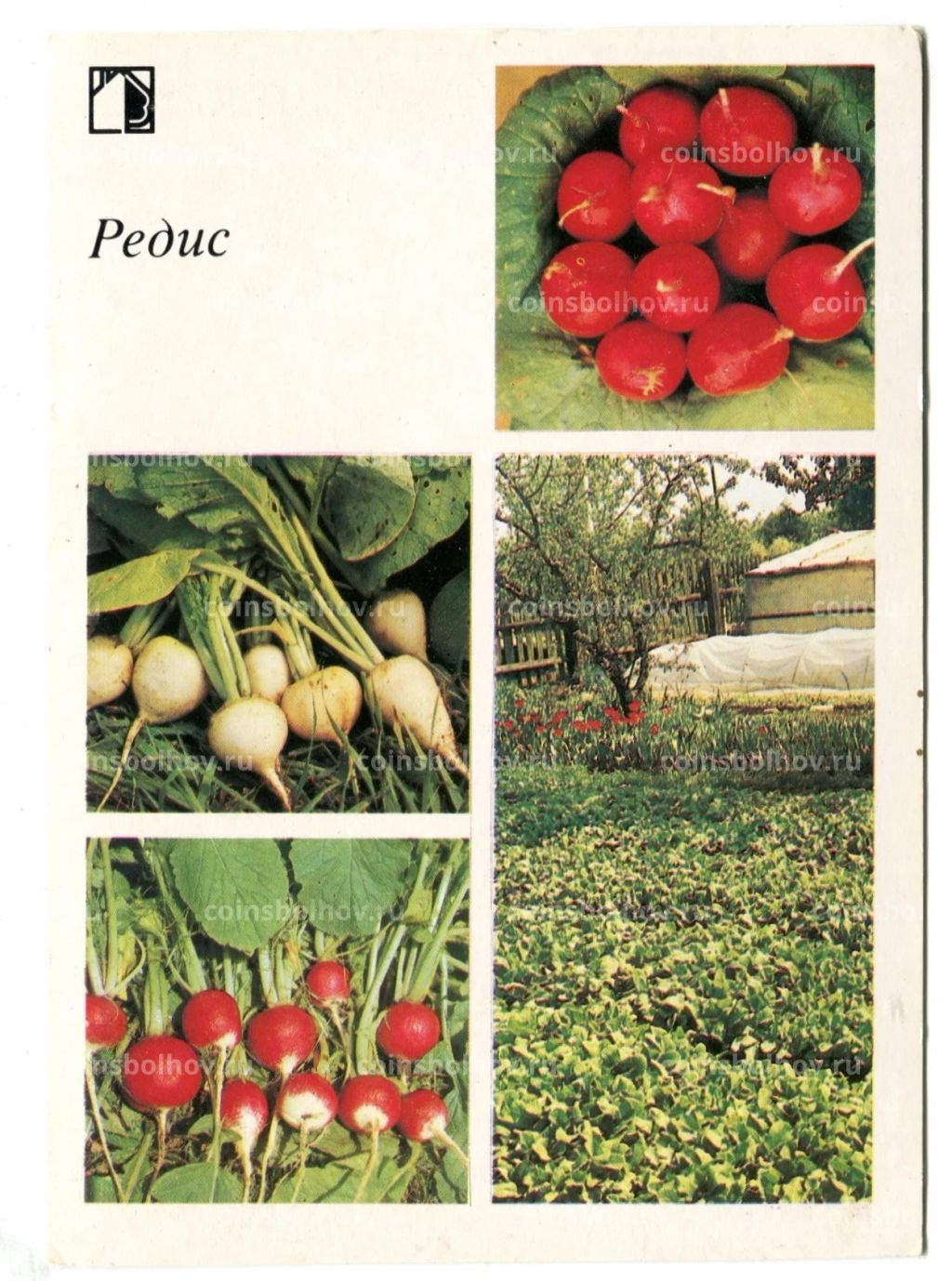 Открытка Редис