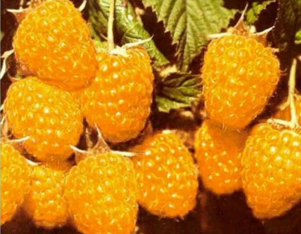 скрыт Малина Желтый гигант