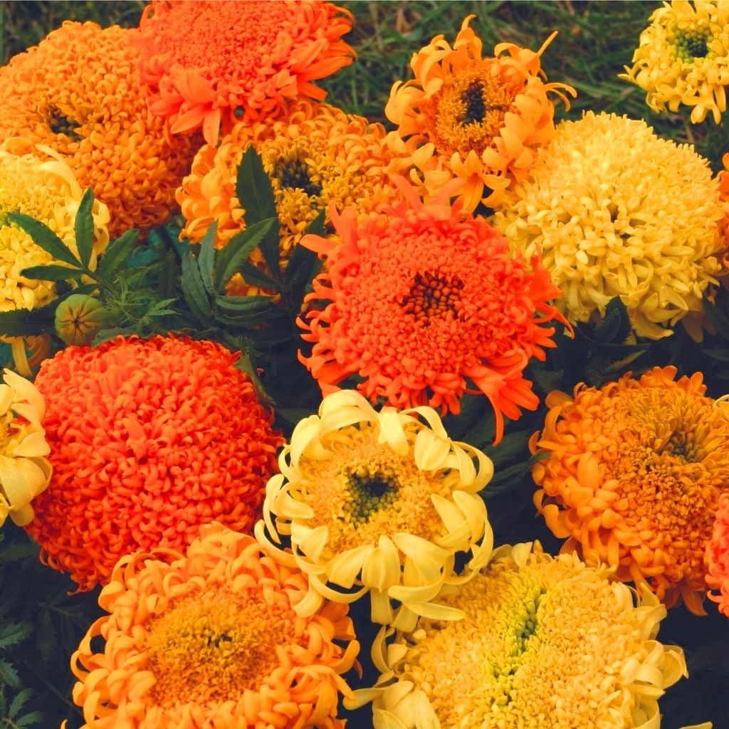 Бархатцы ФАНТАСТИКА СМЕСЬ Невероятная форма цветка! - Уральский дачник фото 2