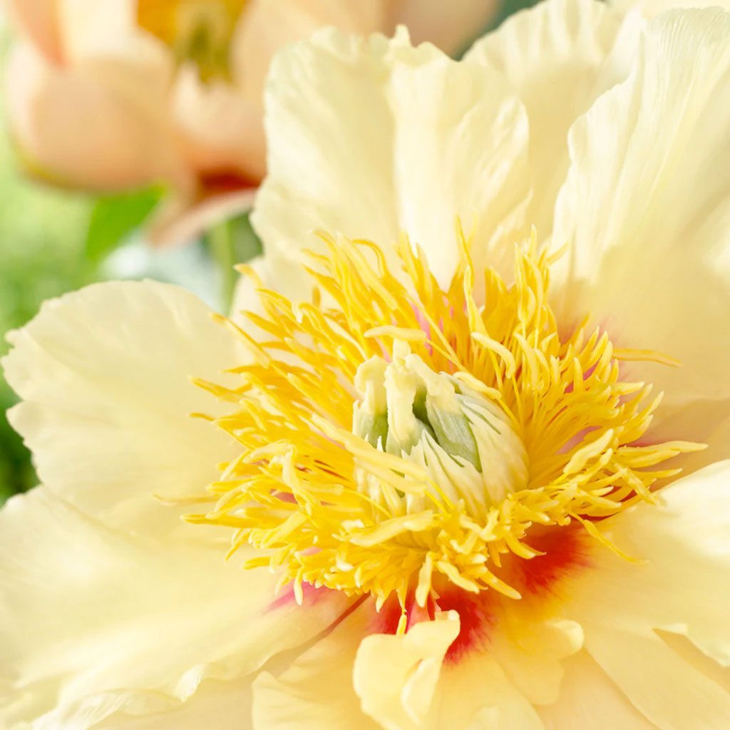 Пион Itoh Prairie Charm - Голландские луковицы фото 2