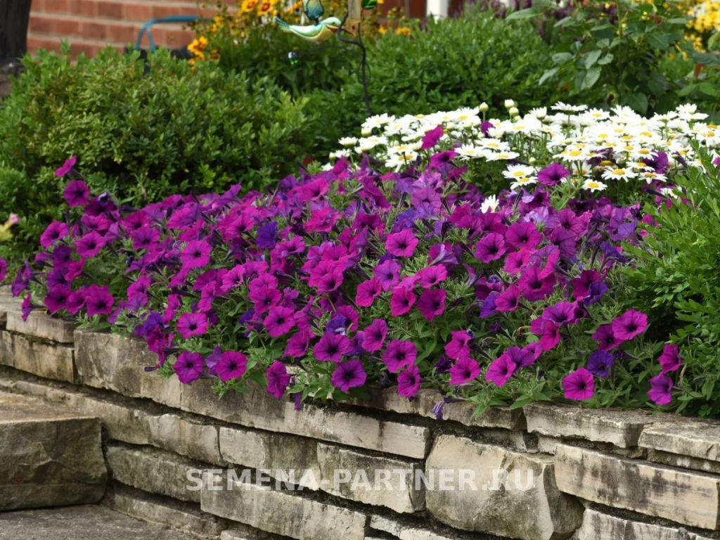 Петуния Изи Вэйв Виолет каскадно-ампельная - Партнер фото 2