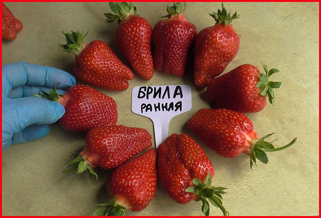 Клубника Брилла