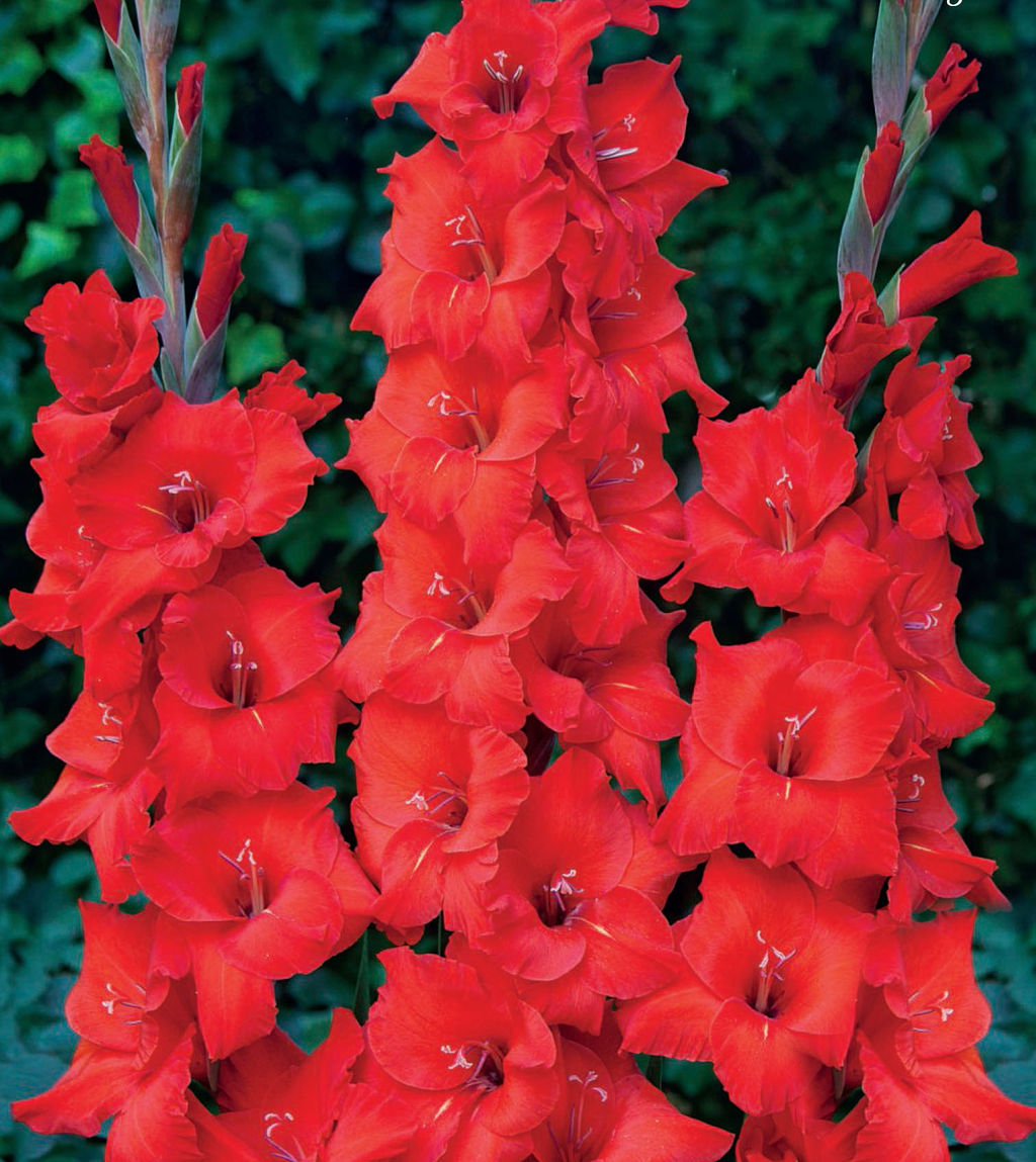 ГЛАДИОЛУС Магма Разбор 10/12 Кол-во упак., шт 8