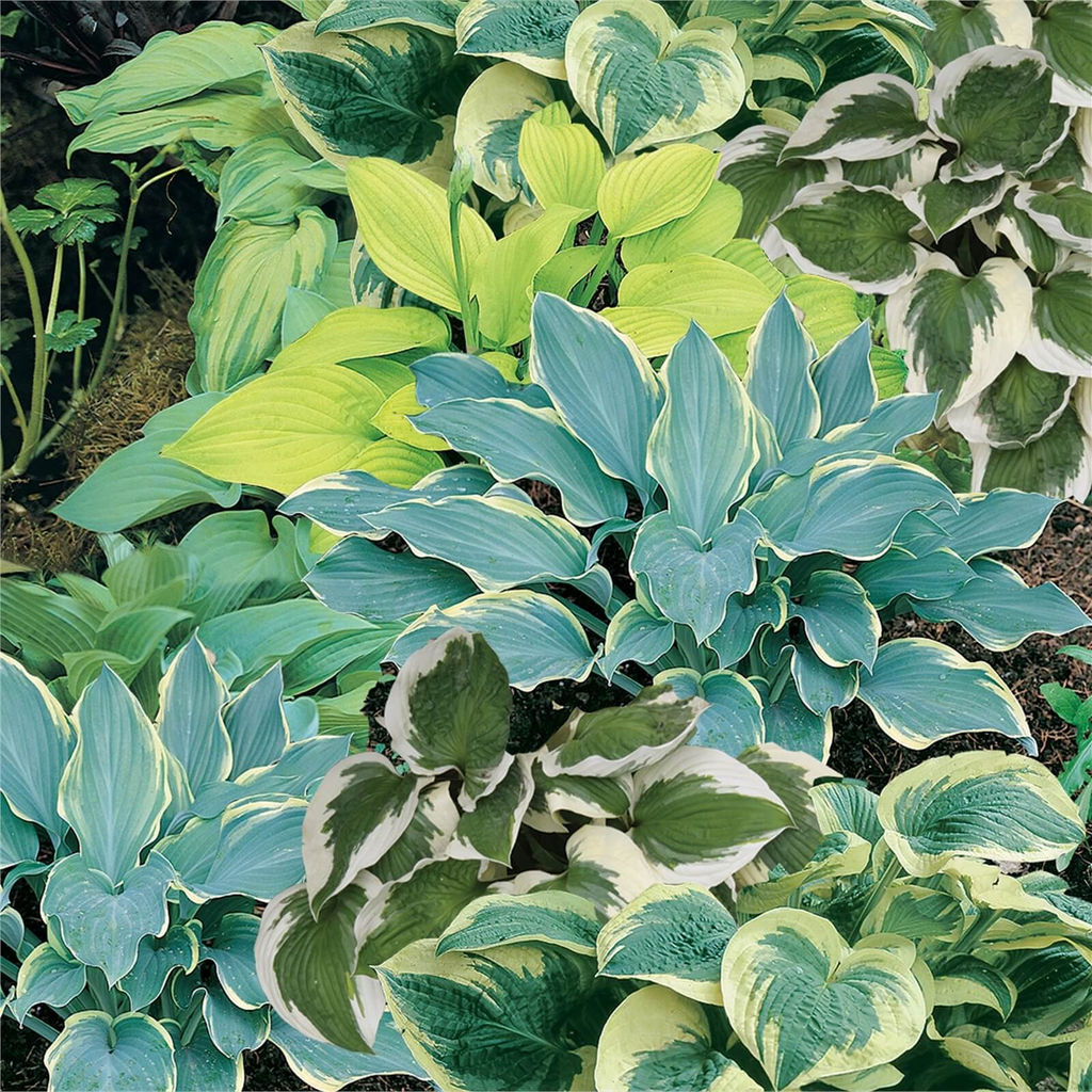 Хоста Mixed - Голландские луковицы фото 3
