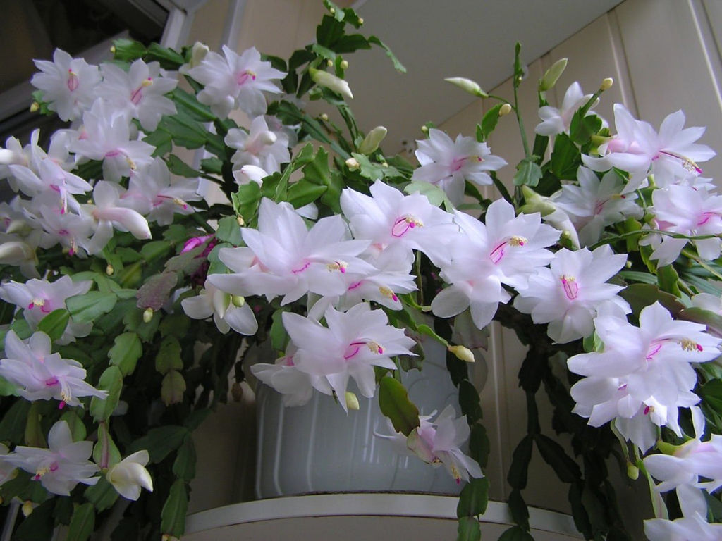 скрыт Декабрист (цветы оранжевые) - 1000корней фото 2