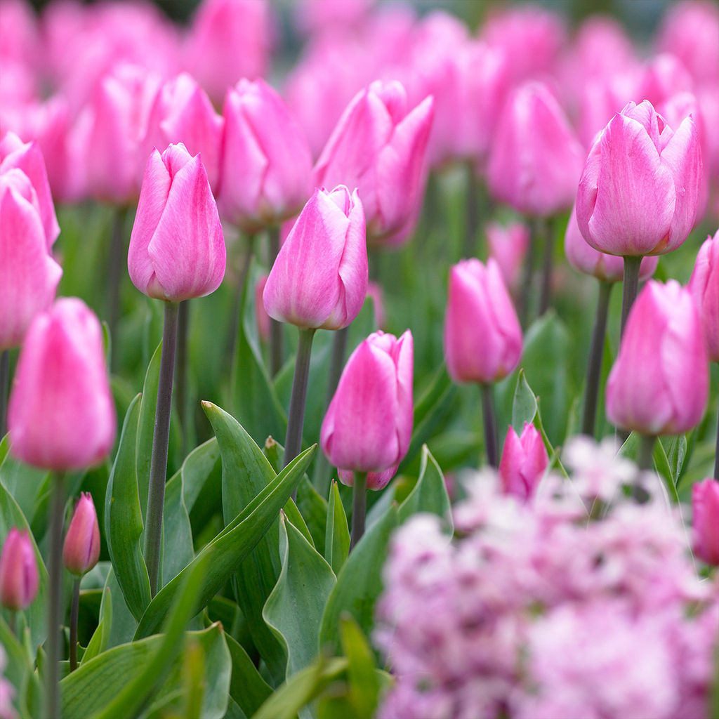 Тюльпан Christmas Dream (Простой ранний) - Голландские луковицы фото 3