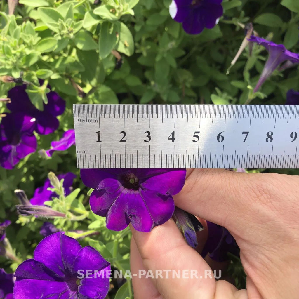 Петуния МиМи Сильвана каскадная синяя - Партнер фото 5