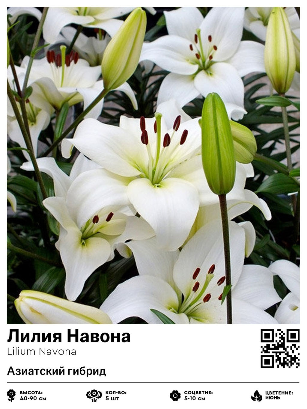 Лилия Navona (Азиатский гибрид) - Голландские луковицы фото 2