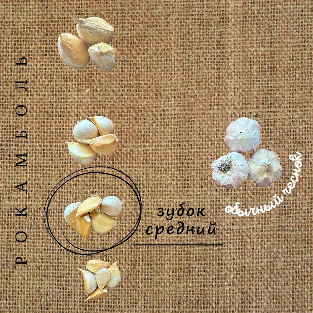 Чеснок Рокамболь (20 зубков) - Долина роз фото 3