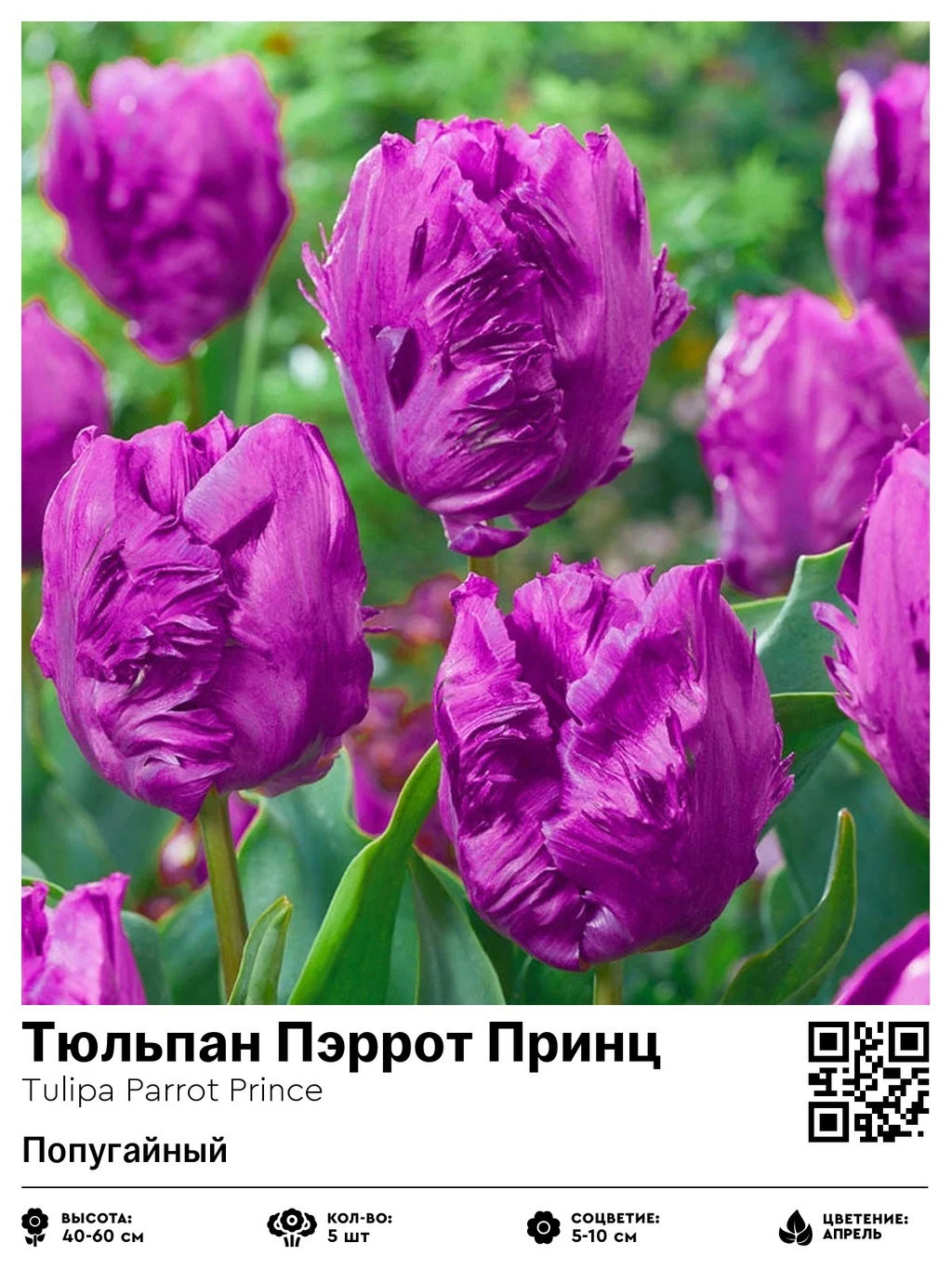Тюльпан Parrot Prince (Попугайный) - Голландские луковицы фото 2