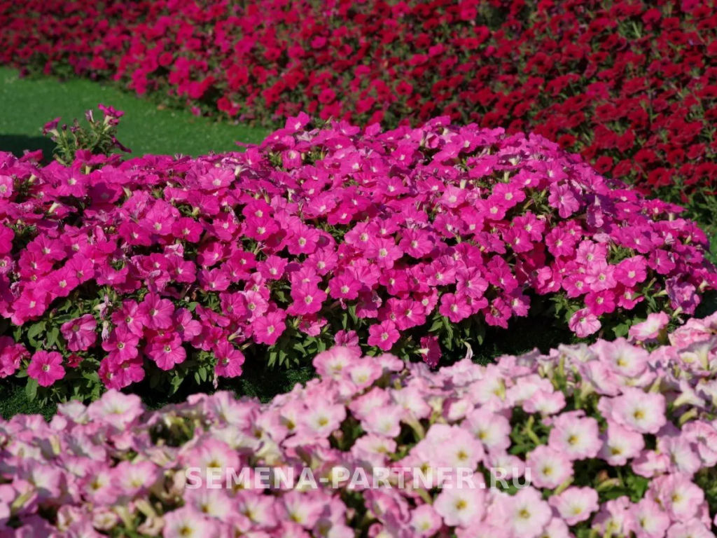 Петуния Зацветёт Short Фрешбэрри многоцветковая каскадная - Партнер фото 6