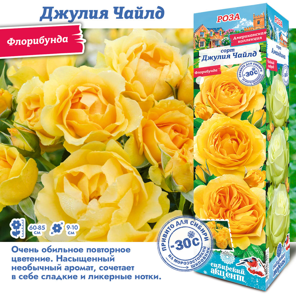 Роза Джулия Чайлд (Флорибунда) 1шт