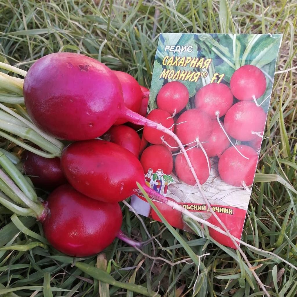 Редис САХАРНАЯ МОЛНИЯ F1 - Уральский дачник фото 6