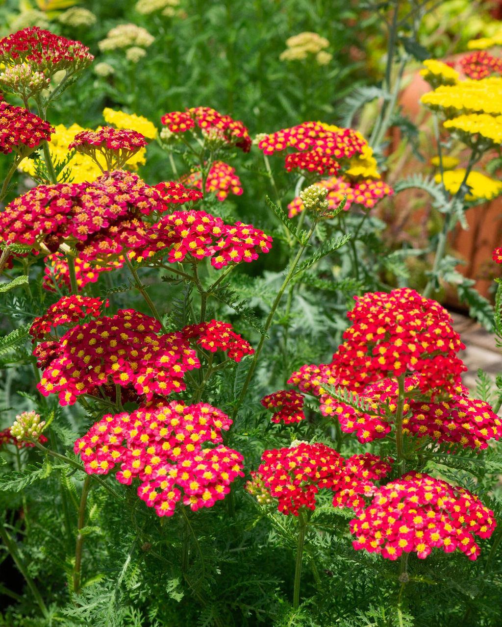 Тысячелистник Laura - Голландские луковицы фото 3