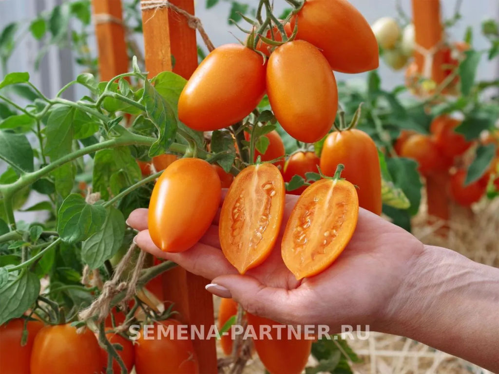 Томат Шурим - Партнер фото 3