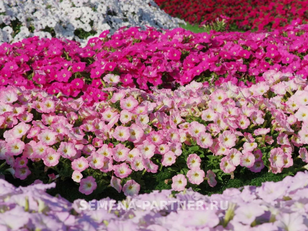 Петуния Зацветёт Short Корал Блаш многоцветковая каскадная - Партнер фото 5