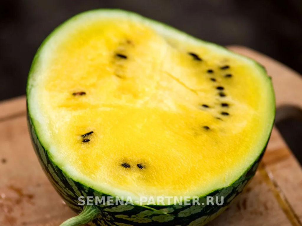 Арбуз Фейерверк - Партнер фото 2