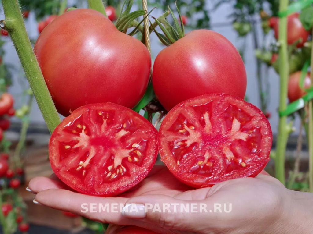 Томат Малиновая Идея - Партнер фото 5