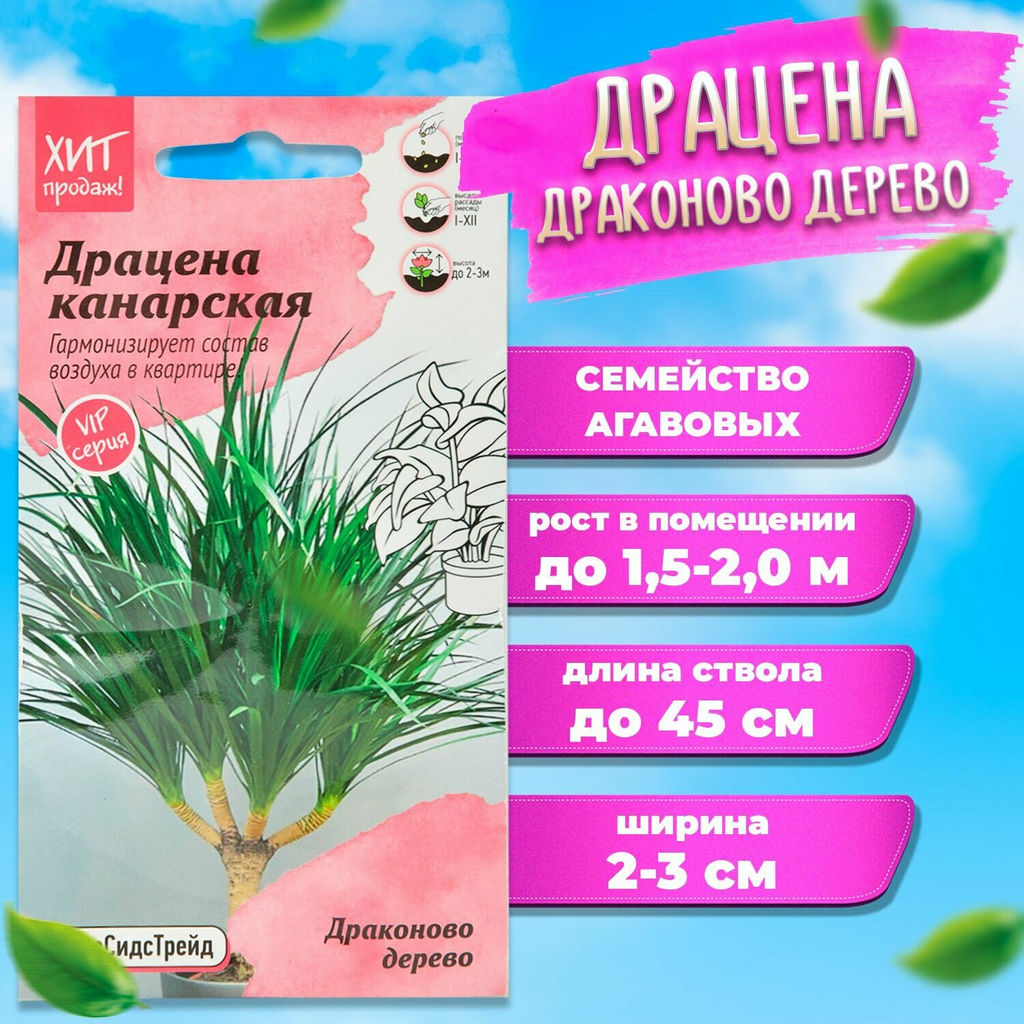 Драцена канарская ДРАКОНОВО ДЕРЕВО Гармонизирует состав воздуха в квартире - Уральский дачник фото 2