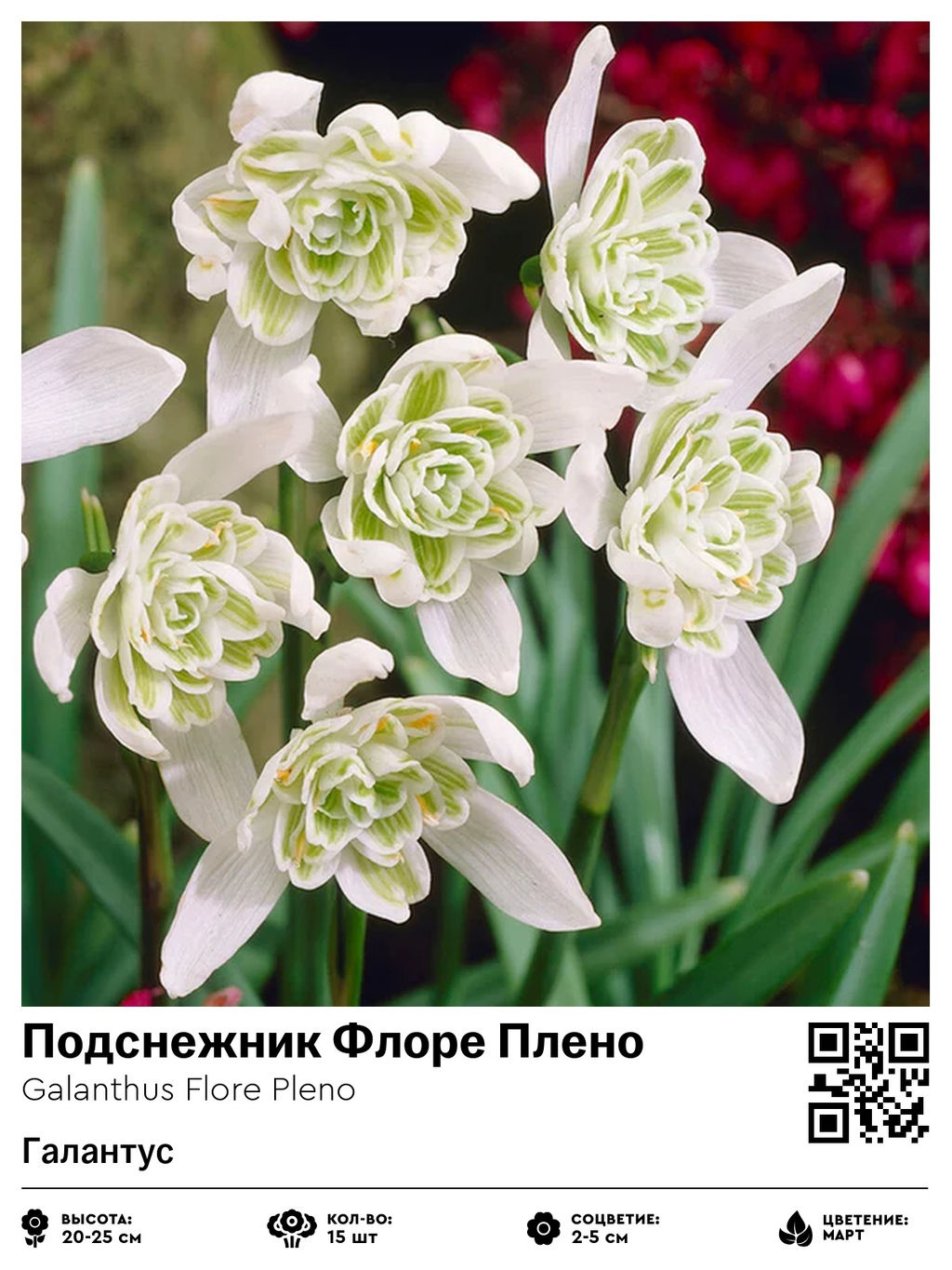 Подснежник Flore Pleno (Галантус) - Голландские луковицы фото 2