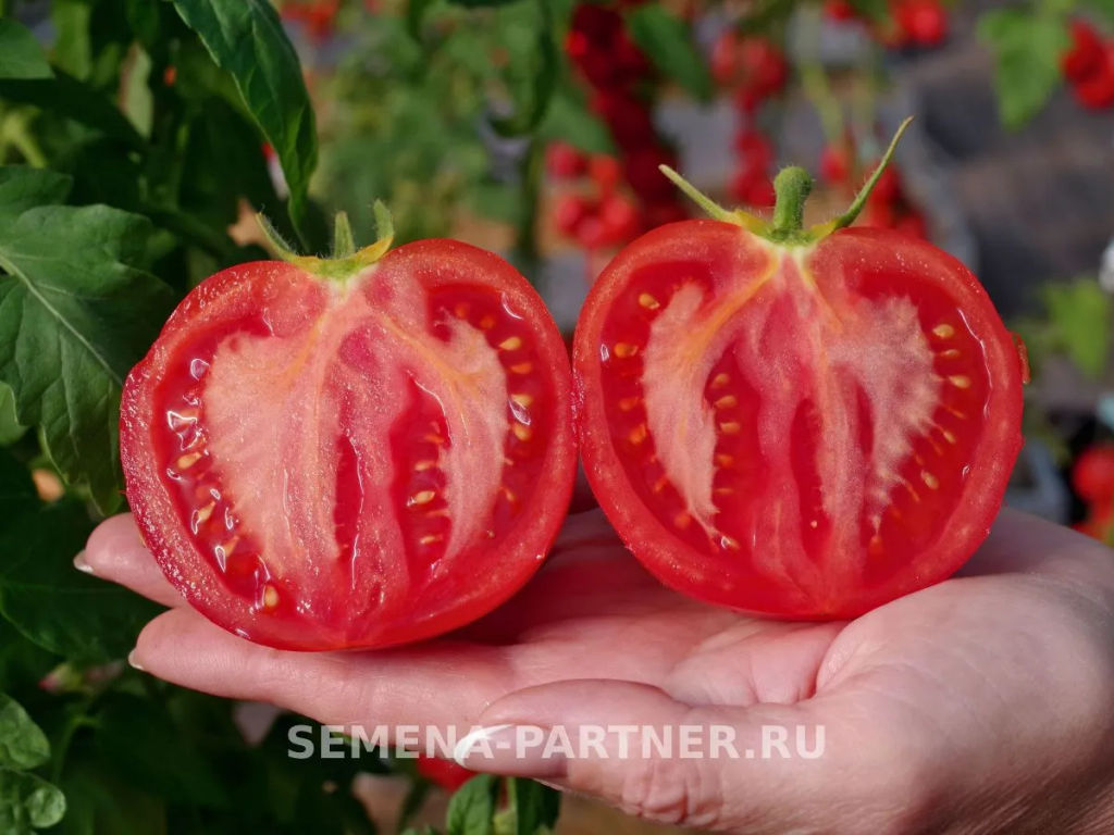 Томат Фэт Боб - Партнер фото 5