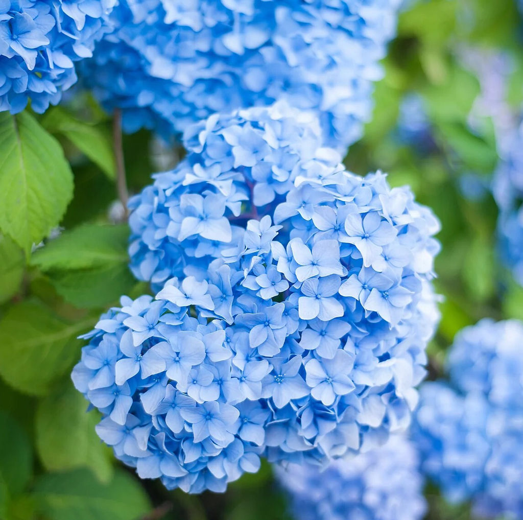 Гортензия крупнолистная Nikko Blue (Никко Блю) - Голландские луковицы фото 3