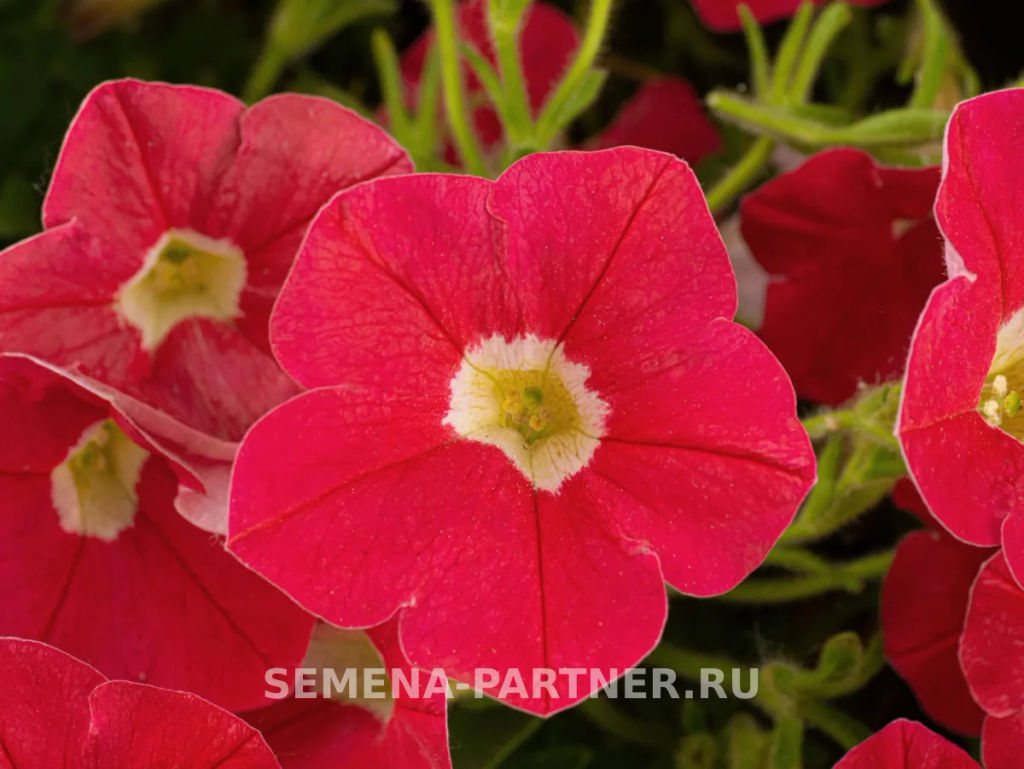 Петуния Зацветёт Middl Корал Кисс полуампельная - Партнер фото 3