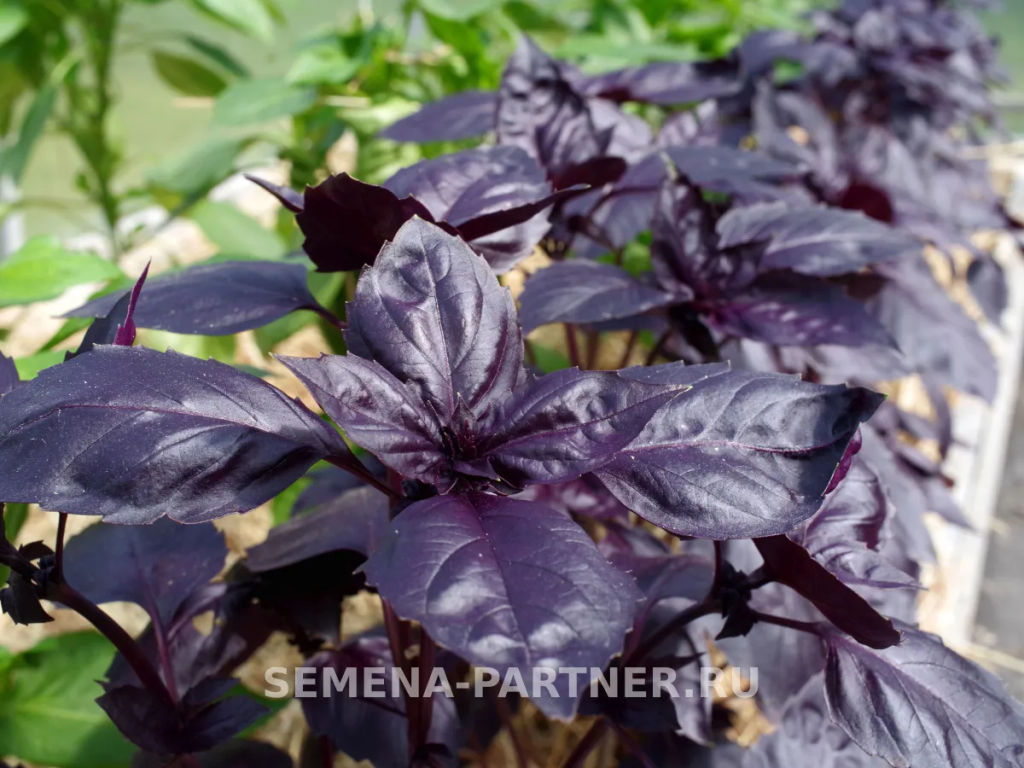 Базилик Рози фиолетовый - Партнер фото 3