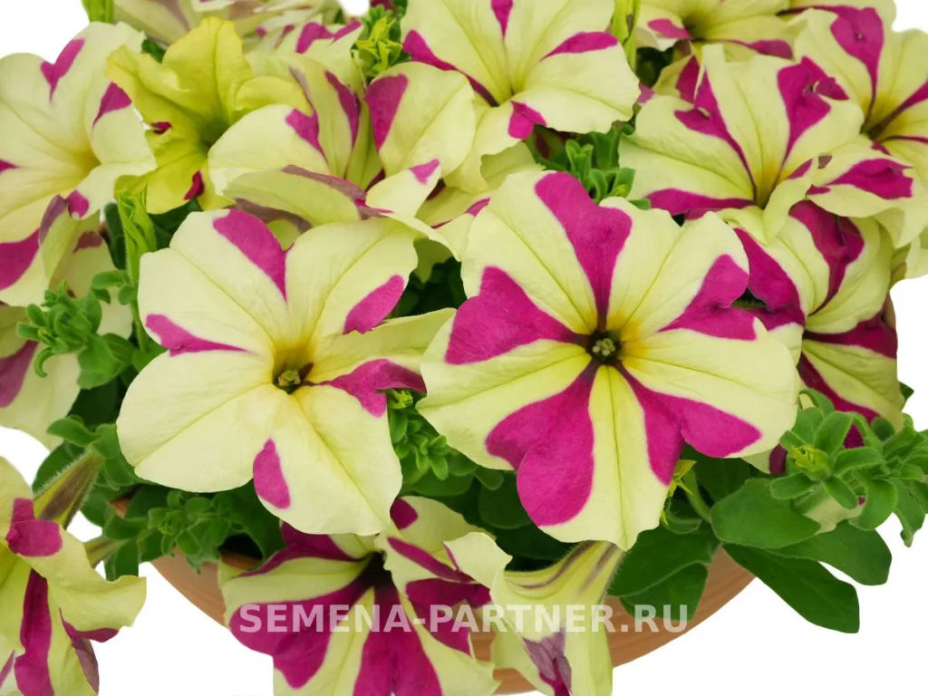 Петуния Софистика Лайм Биколор кустовая крупноцветковая - Партнер фото 4