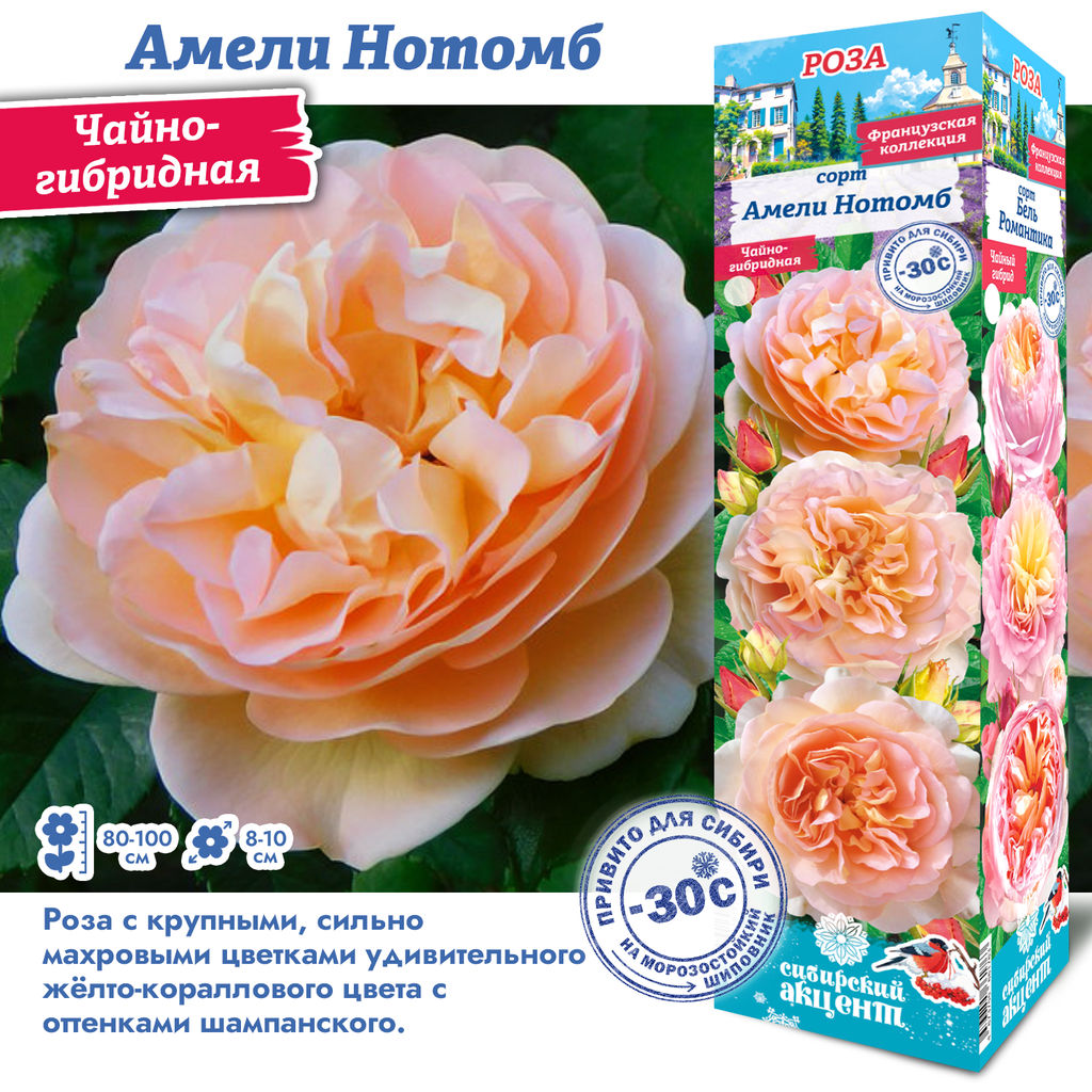 Роза Амели Нотомб (Чайно-гибридная) 1шт