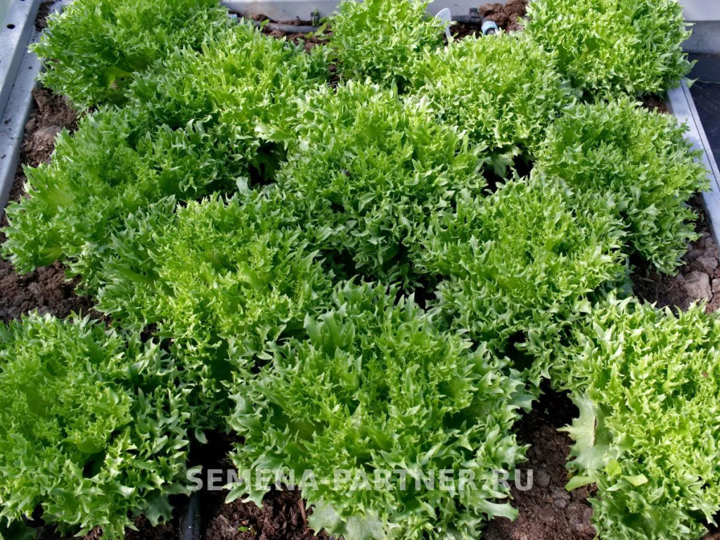 Салат листовой Фриллис - Партнер фото 5