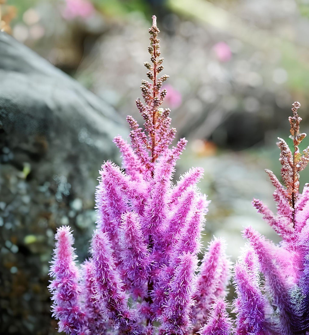 Астильба Pumila (Китайская) - Голландские луковицы фото 2