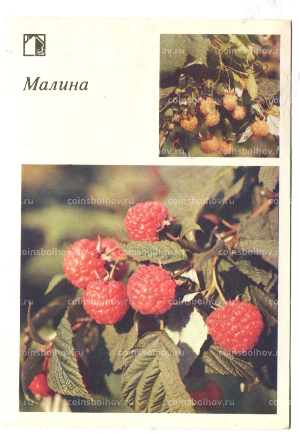 Открытка Малина