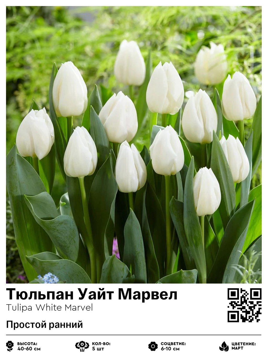Тюльпан White Marvel (Простой ранний) - Голландские луковицы фото 2