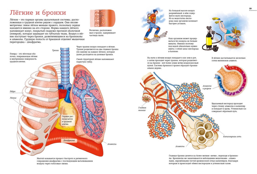 Тело человека. Атлас анатомии в картинках. Барсотти Э. - Махаон фото 6