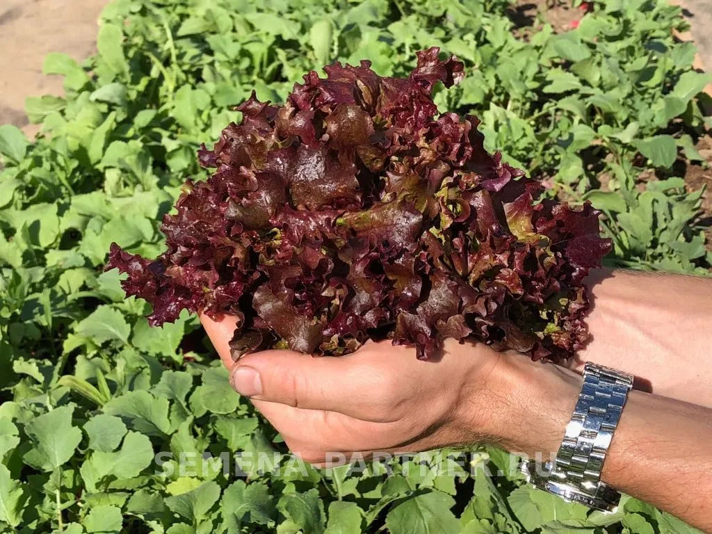 Салат листовой Лолло росса - Партнер фото 3