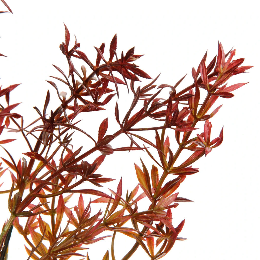 Цена за 4 шт. Искусственные цветы "Волшебство трав" 38см Аспарагус красный