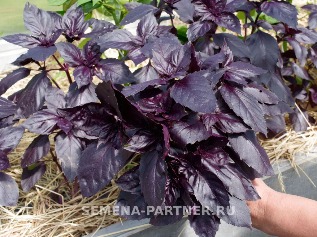 Базилик Рози фиолетовый - Партнер фото 5