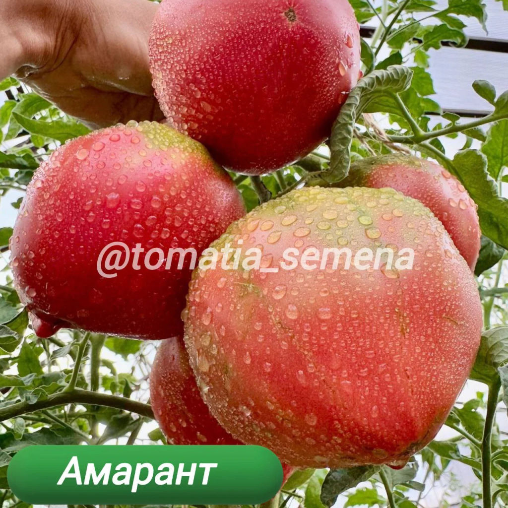 Амарант НОВИНКА 2025 года!