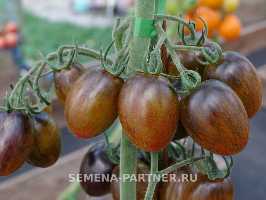 Томат Атомный Бреда - Партнер фото 3