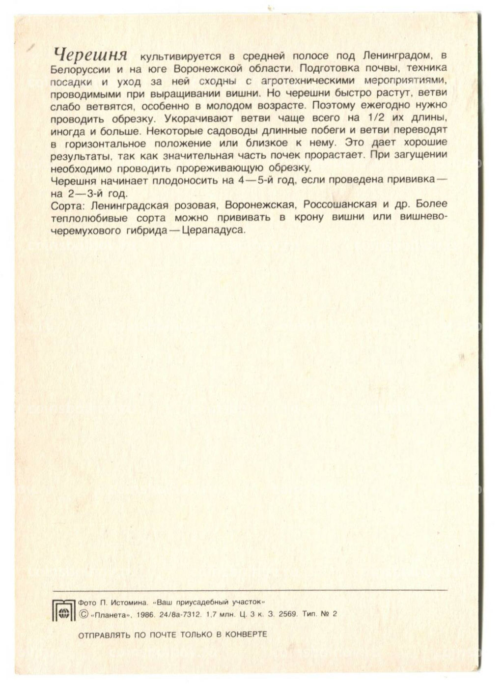 Открытка Черешня
