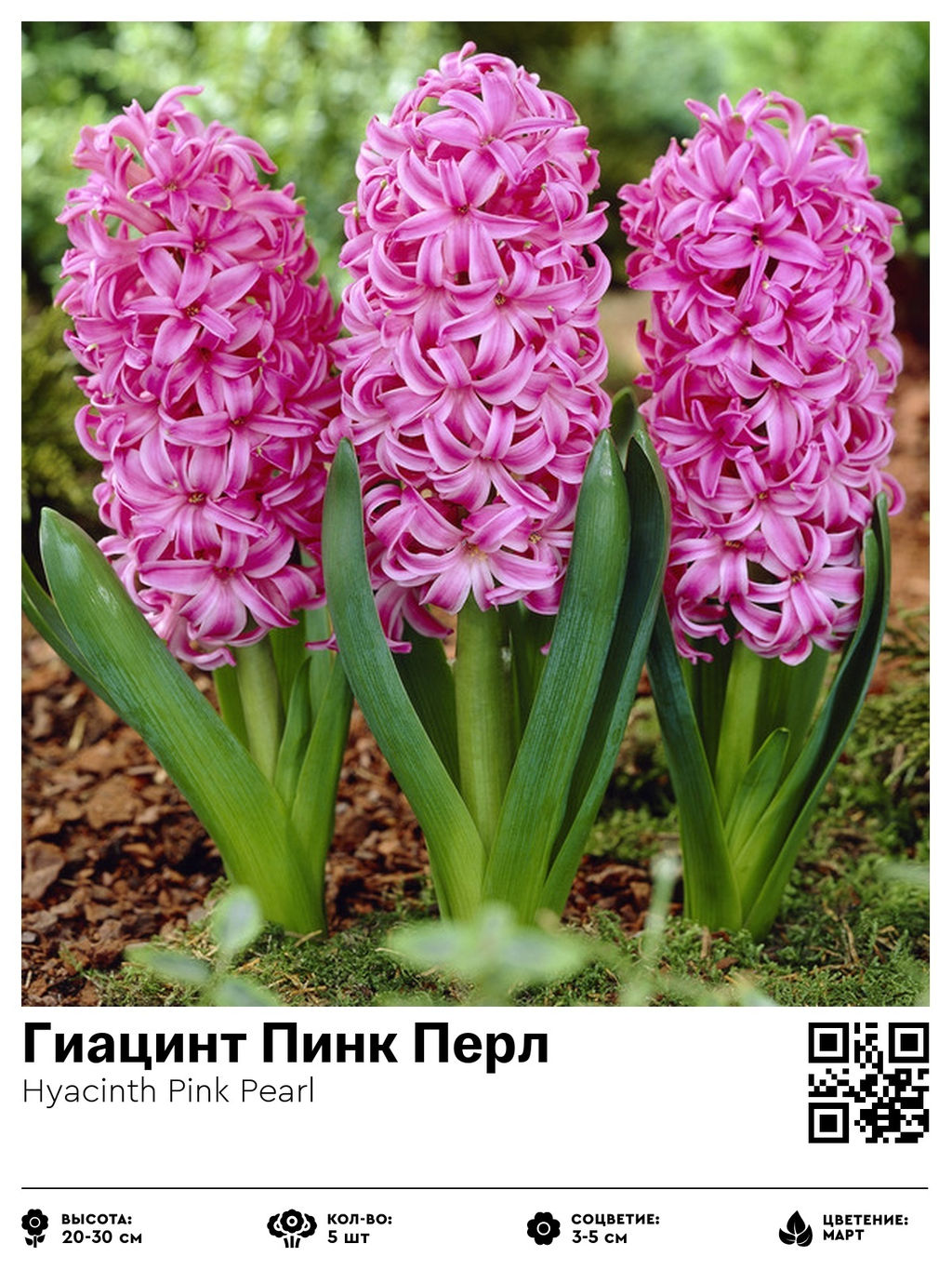 Гиацинт Пинк Перл